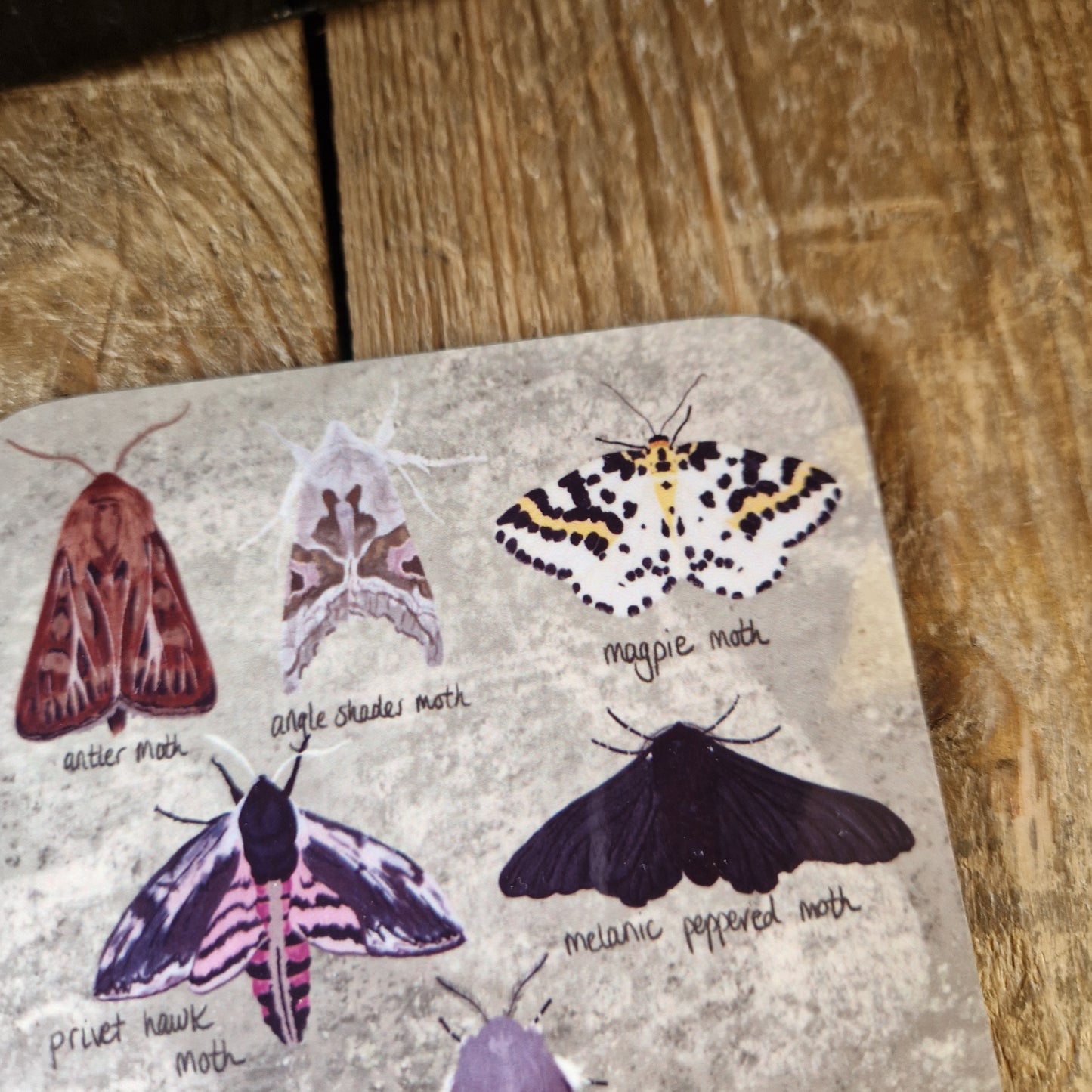 British Moths Coaster